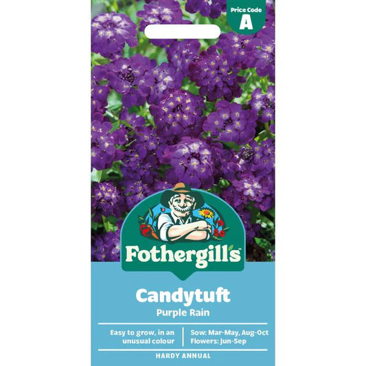 Fothergill's Candytuft Purple Rain Flower Seeds