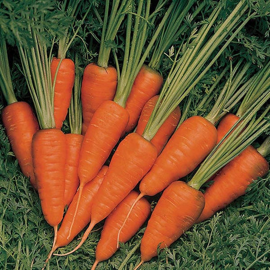 Fothergill's Carrot Burpees Short n Sweet Seeds