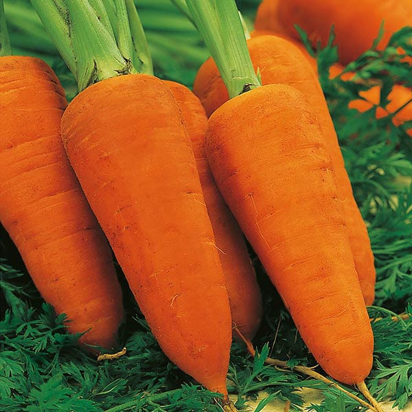 Fothergill's Carrot Chantenay Red Cored 2 Seeds