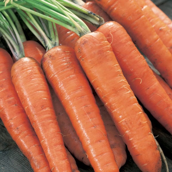 Fothergill's Carrot Extremo F1 Seeds