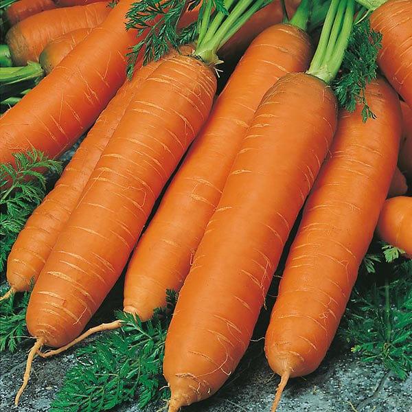 Fothergill's Carrot Flyaway F1 Seeds