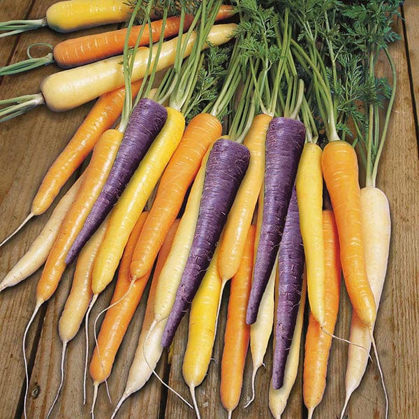 Fothergill's Carrot Harlequin F1 Seeds