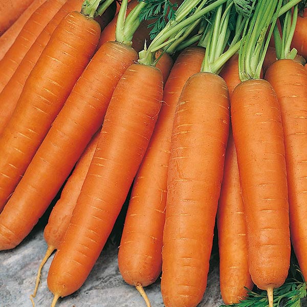 Fothergill's Carrot Nantes 5 Seeds