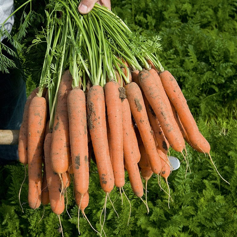 Fothergill's Carrot Nerac F1 Vegetable Seeds