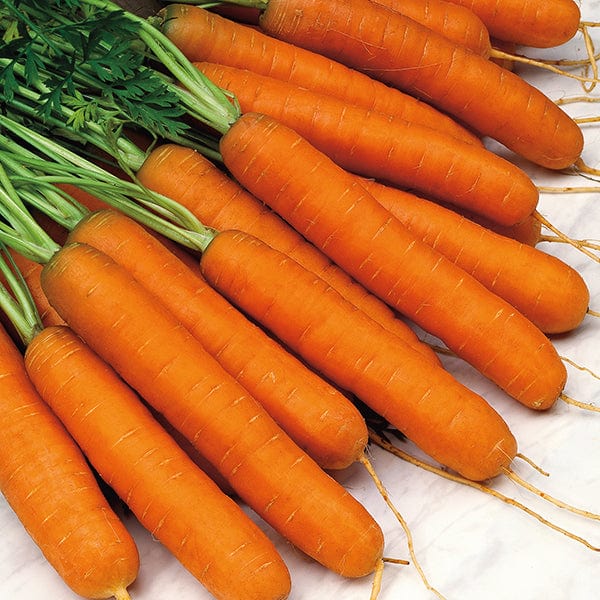 Fothergill's Carrot Norfolk F1 Seeds