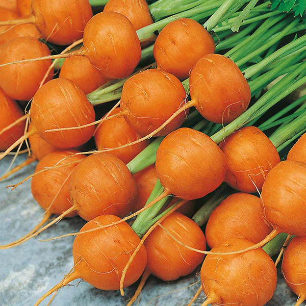 Fothergill's Carrot Paris Market 5 Atlas Seeds