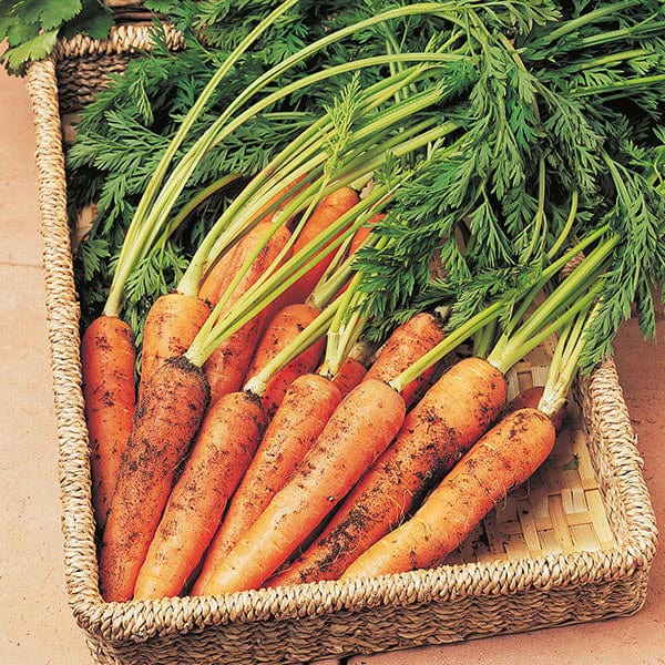 Fothergill's Carrot Resistafly F1 Seeds