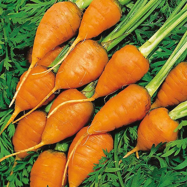 Fothergill's Carrot Royal Chantenay 3 Seeds