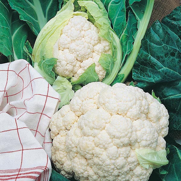 Fothergill's Cauliflower All The Year Round Seeds