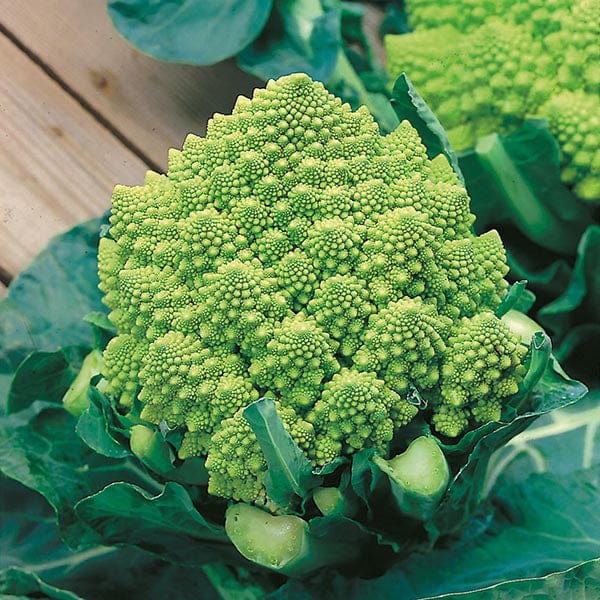 Fothergill's Cauliflower Broccoli Romanesco Natalino Seeds