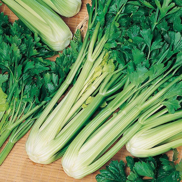 Fothergill's Celery Green Sleeves Seeds
