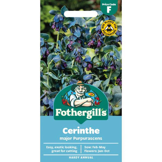 Fothergill's Cerinthe Major Purpurascens Seeds