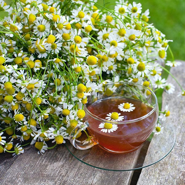 Fothergill's Chamomile Seeds