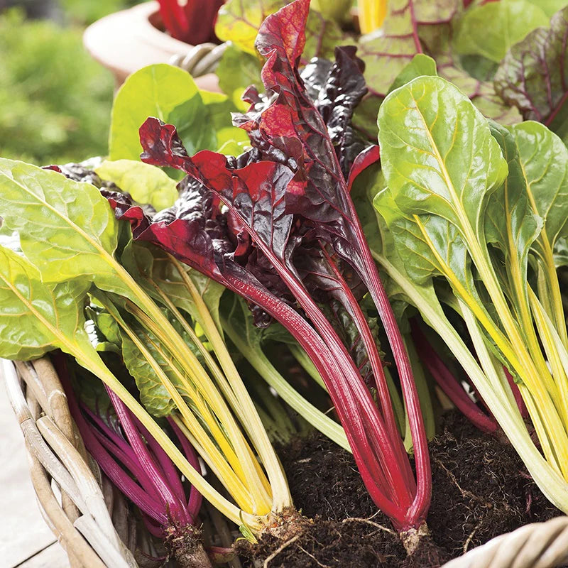 Fothergill's Chard Bright Lights Seeds