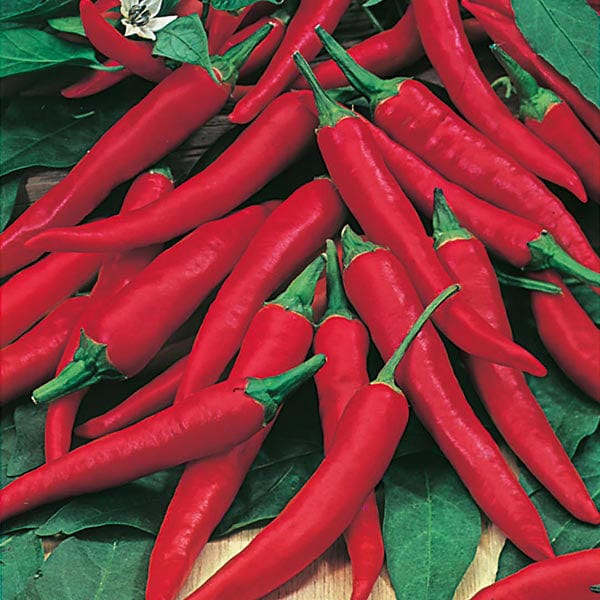 Fothergill's Chilli Pepper De Cayenne Seeds