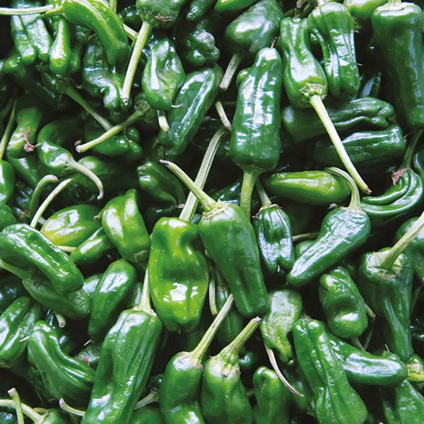 Fothergill's Chilli Pepper Padron Seeds