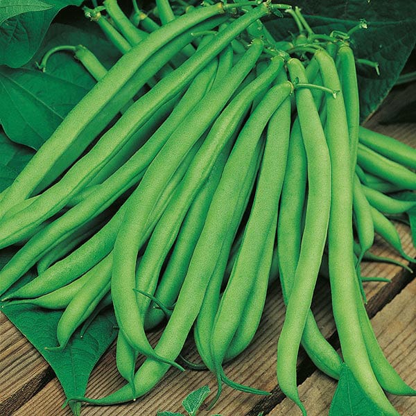Fothergill's Climbing Bean Blue Lake Seeds