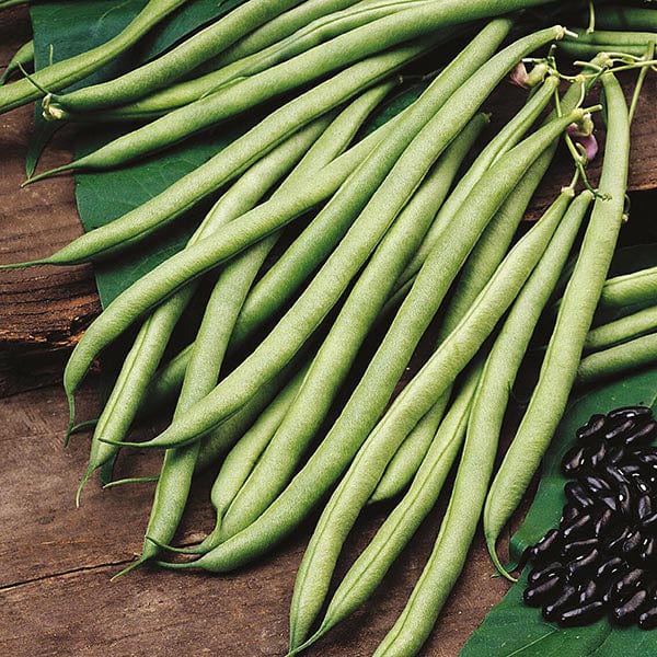 Fothergill's Climbing Bean Cobra Seeds