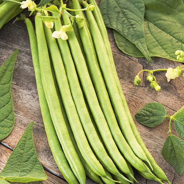 Fothergill's Climbing Bean Python Seeds
