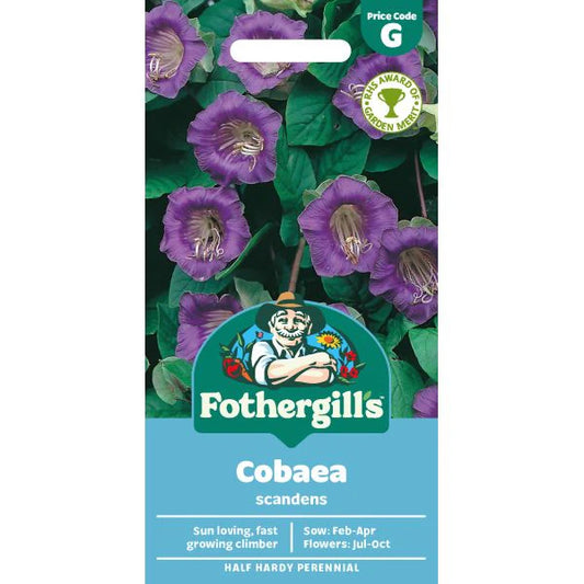 Fothergill's Cobaea scandens Seeds