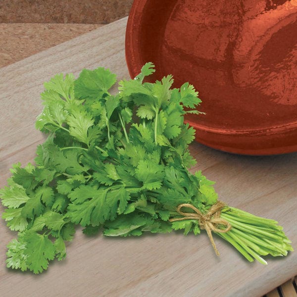 Fothergill's Coriander Calypso Seeds