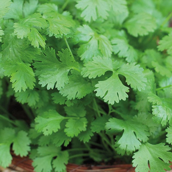 Fothergill's Coriander Cilantro for Leaf Seeds