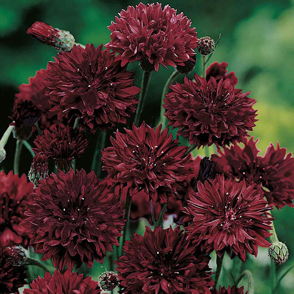 Fothergill's Cornflower Black Ball Seeds