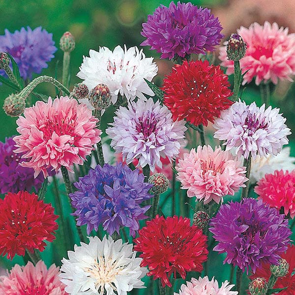 Fothergill's Cornflower Polka Dot Seeds