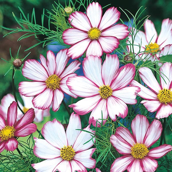 Fothergill's Cosmos Candy Stripe Seeds