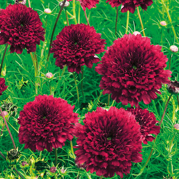 Fothergill's Cosmos Double Click Cranberries Seeds
