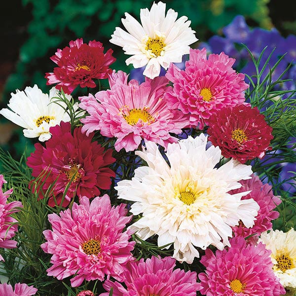 Fothergill's Cosmos Double Click Mixed Seeds
