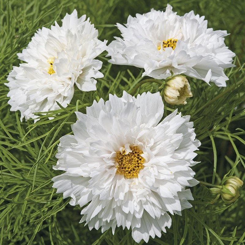 Fothergill's Cosmos Double Dutch White