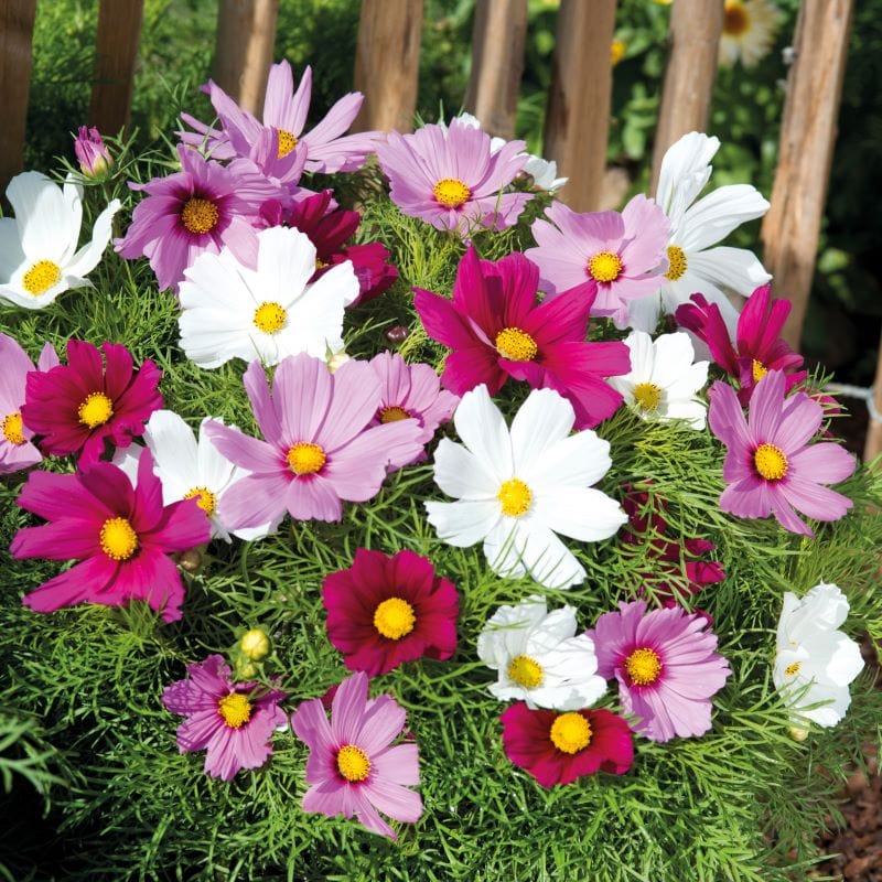Fothergill's Cosmos Dwarf Candyfloss Mix Seeds