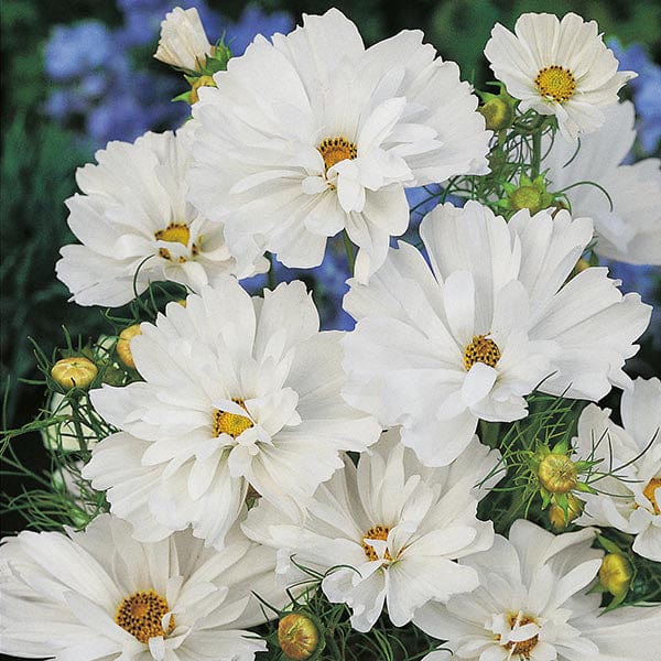 Fothergill's Cosmos Psyche White Seeds