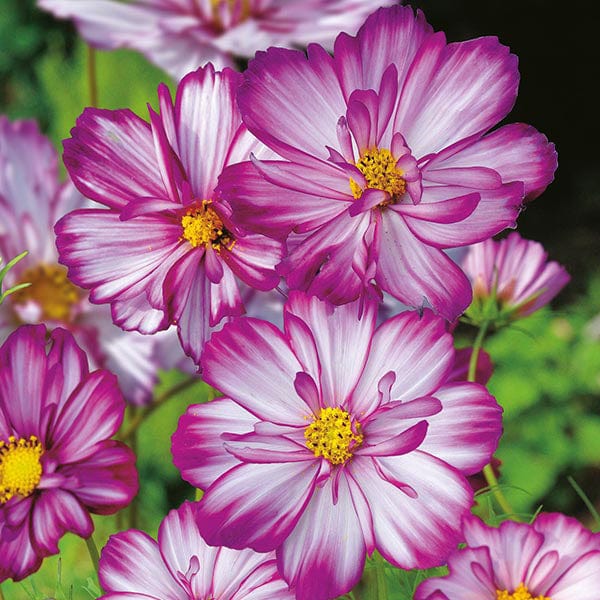 Fothergill's Cosmos Sweet Kisses