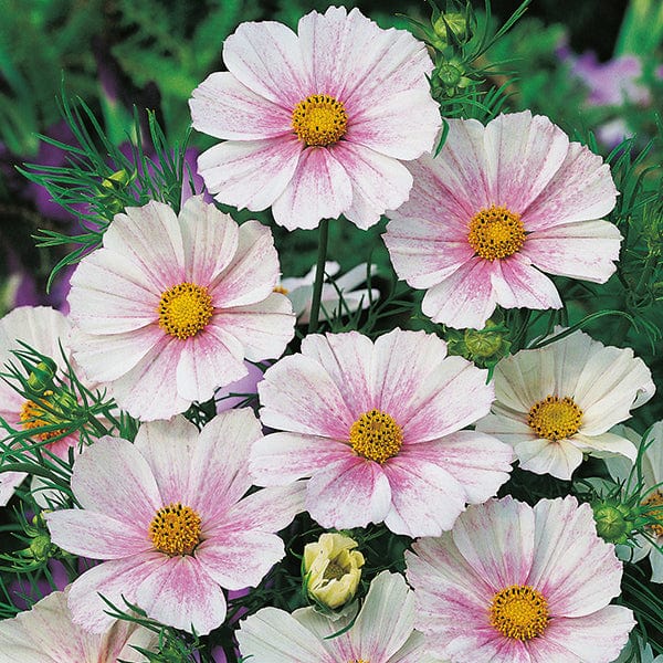 Fothergill's Cosmos Tetra Versailles Flush Seeds