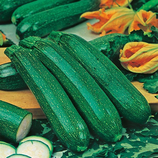 Fothergill's Courgette All Green Bush Seeds