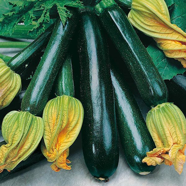 Fothergill's Courgette Black Beauty Seeds