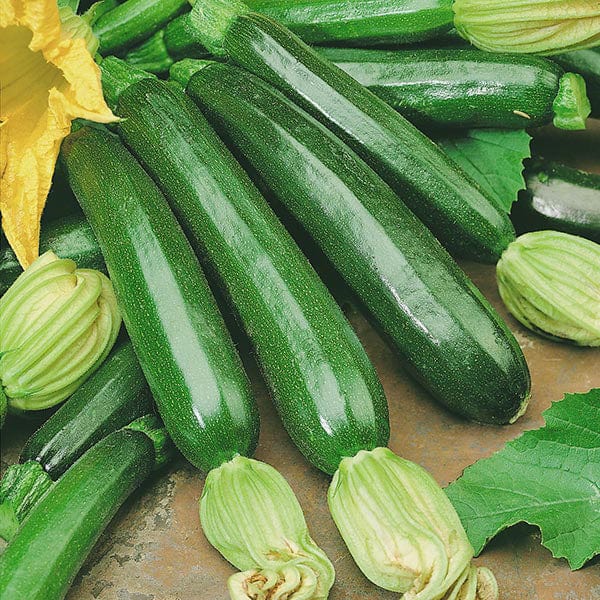 Fothergill's Courgette Firenze F1 Seeds