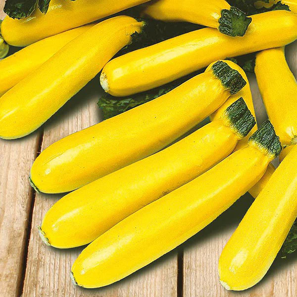 Fothergill's Courgette Soleil F1 Seeds