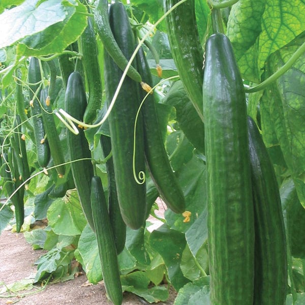 Fothergill's Cucumber Carmen F1 Seeds