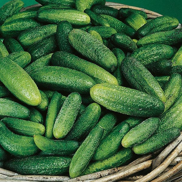 Fothergill's Cucumber Gherkin Cornichon de Paris Seeds