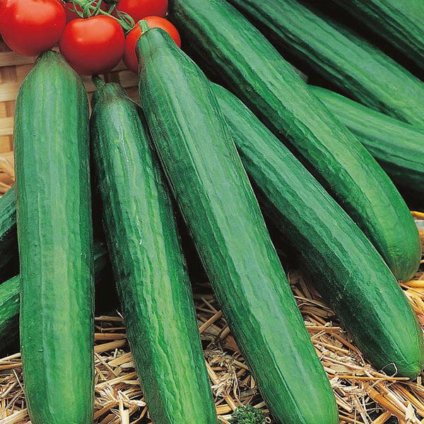 Fothergill's Cucumber Louisa F1 Seeds