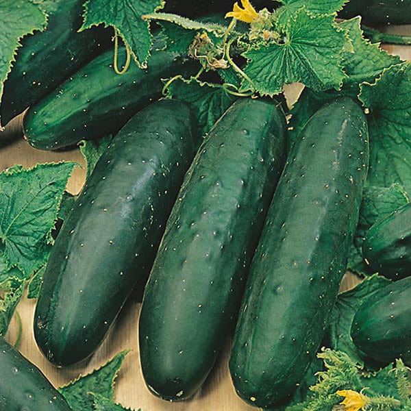 Fothergill's Cucumber Marketmore Seeds