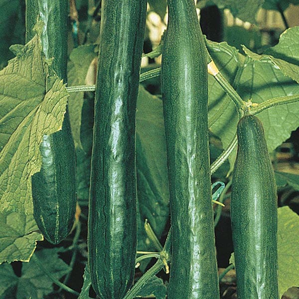 Fothergill's Cucumber Telepathy F1 Seeds