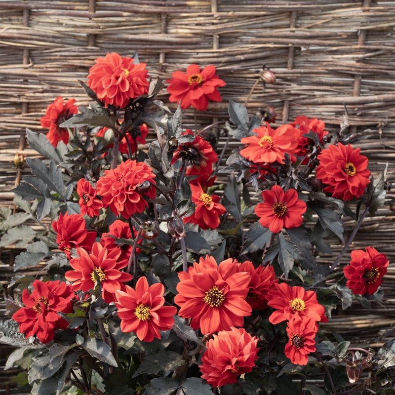 Fothergill's Dahlia Black Forest Ruby Seeds