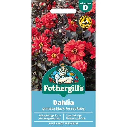Fothergill's Dahlia Black Forest Ruby Seeds