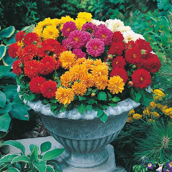 Fothergill's Dahlia Dwarf Double Mixed Seeds