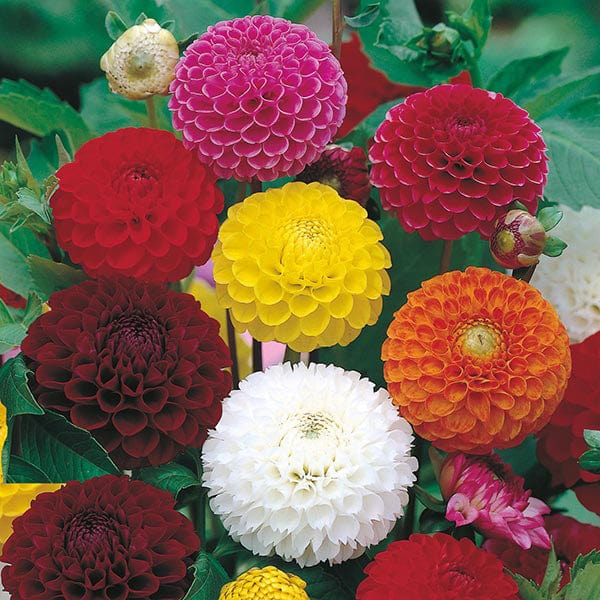 Fothergill's Dahlia Pompon Mixed Seeds
