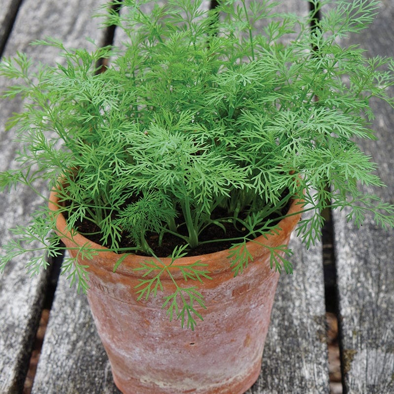 Fothergill's Dill Dwarf Nano Herb Seeds
